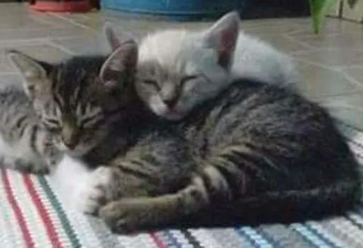 Gato ra a  idade Abaixo de 2 meses nome ****
