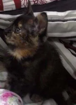 Gato ra a Vira-lata idade 7 a 11 meses nome Pisca