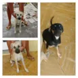 Luna,perola,bongo