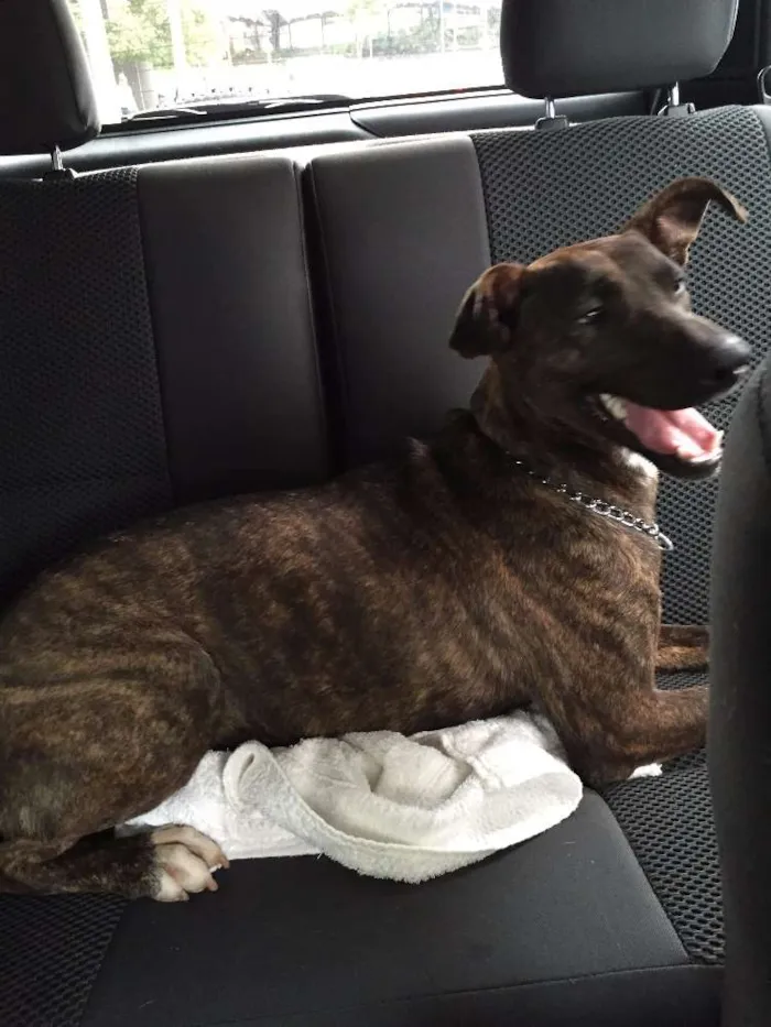 Cachorro ra a indefinida idade 1 ano nome Jujuba