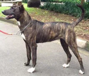 Cachorro raça indefinida idade 1 ano nome Jujuba