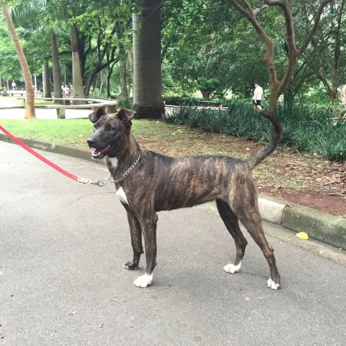 Cachorro ra a indefinida idade 1 ano nome Jujuba