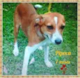 Pipoca