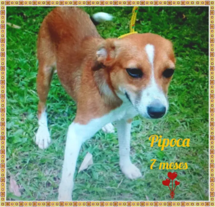 Cachorro ra a SRD idade 7 a 11 meses nome Pipoca