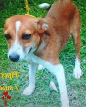Cachorro raça SRD idade 7 a 11 meses nome Pipoca