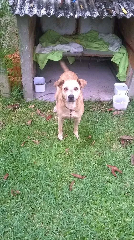 Cachorro ra a Vira Lata idade 6 ou mais anos nome Bolinha