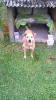 Bolinha