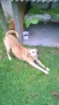 Bolinha