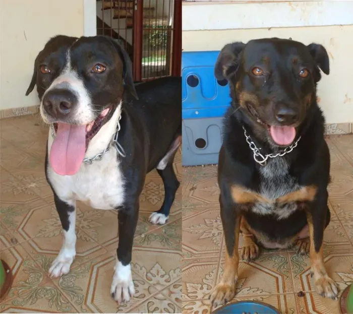 Cachorro ra a SRD idade 4 anos nome Bagunça e Dreher