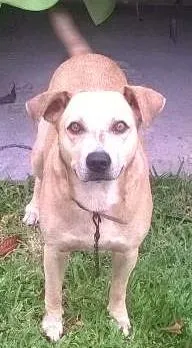 Cachorro raça Vira Lata idade 6 ou mais anos nome Bolinha
