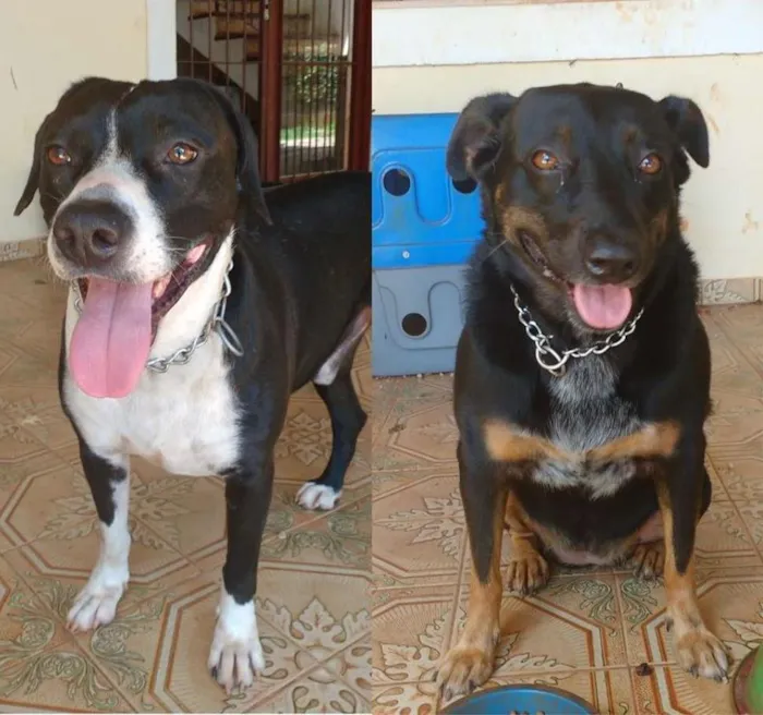 Cachorro ra a SRD idade 4 anos nome Bagunça e Dreher
