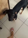 pretinho