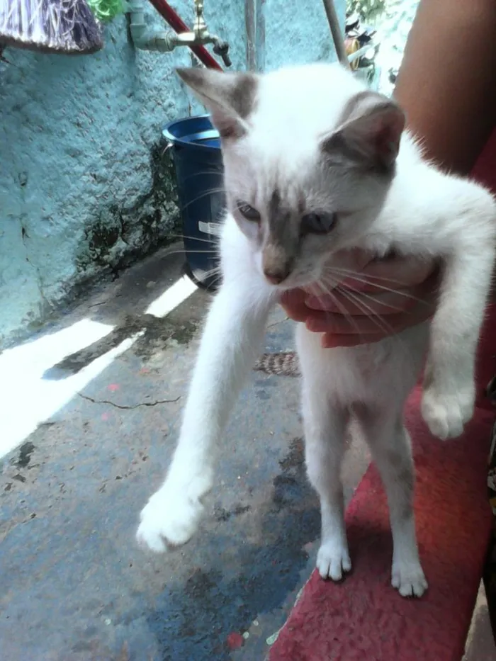 Gato raça vira lata idade 2 a 6 meses nome sem nome