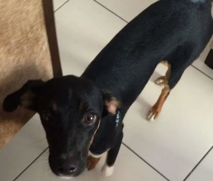 Cachorro ra a vira lata idade 7 a 11 meses nome pretinho