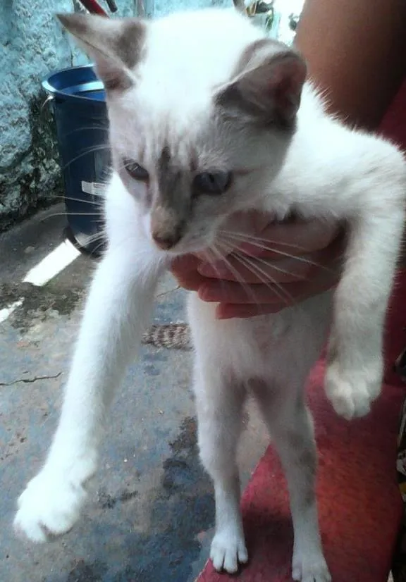 Gato raça vira lata idade 2 a 6 meses nome sem nome