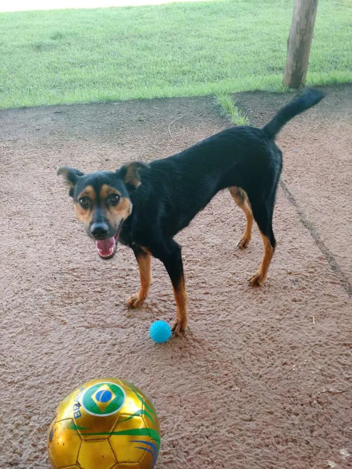 Cachorro ra a Sem raça definida idade 1 ano nome Punky