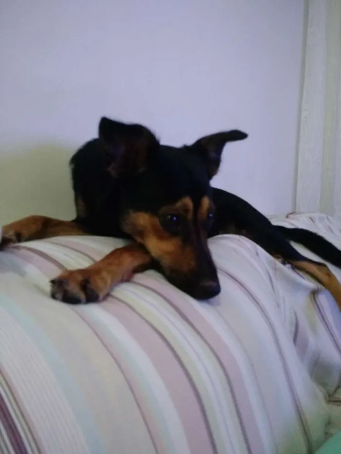 Cachorro ra a Sem raça definida idade 1 ano nome Punky