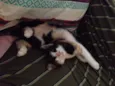 Amy