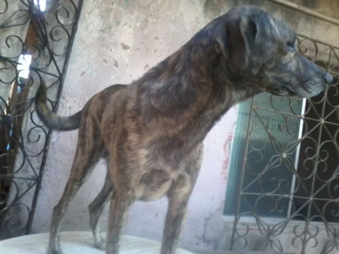 Cachorro raça não definida idade 5 anos nome Sansão
