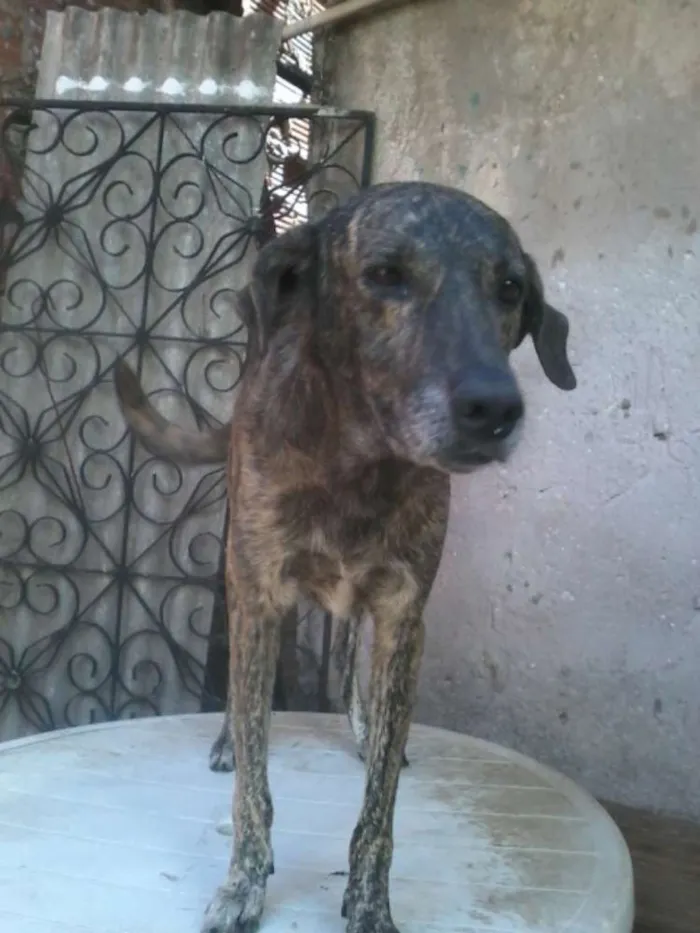 Cachorro raça não definida idade 5 anos nome Sansão