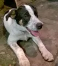 Bidu
