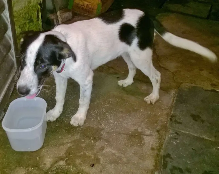 Cachorro ra a SRD idade 2 a 6 meses nome Bidu