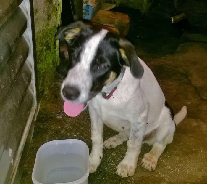 Cachorro ra a SRD idade 2 a 6 meses nome Bidu
