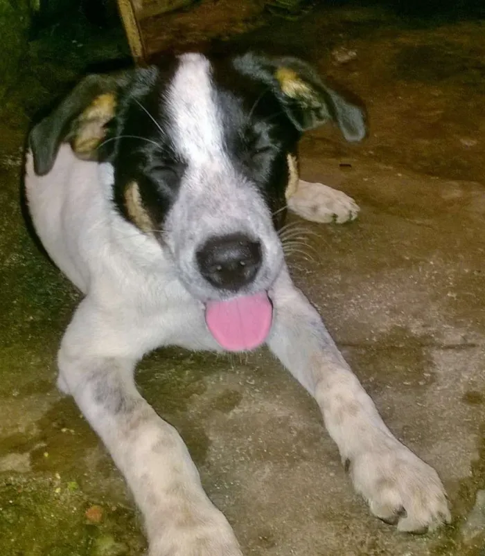 Cachorro ra a SRD idade 2 a 6 meses nome Bidu