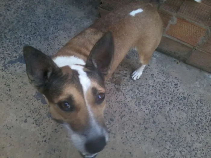 Cachorro raça não definida idade 4 anos nome Dalila