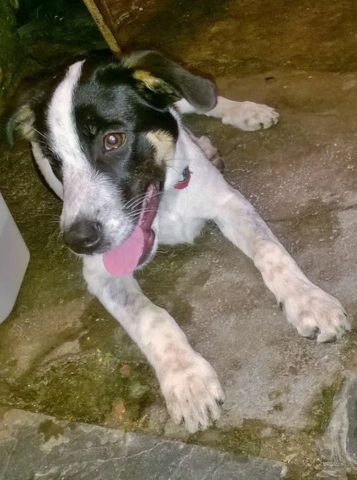Cachorro ra a SRD idade 2 a 6 meses nome Bidu