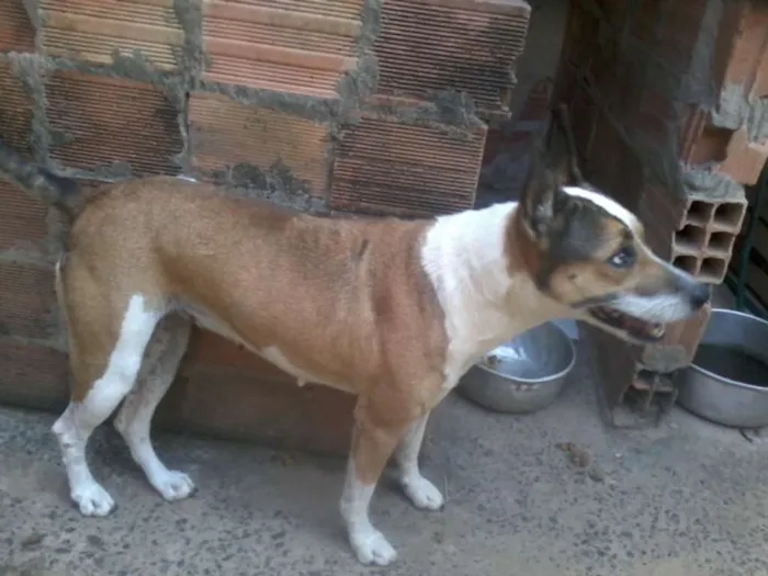 Cachorro raça não definida idade 4 anos nome Dalila