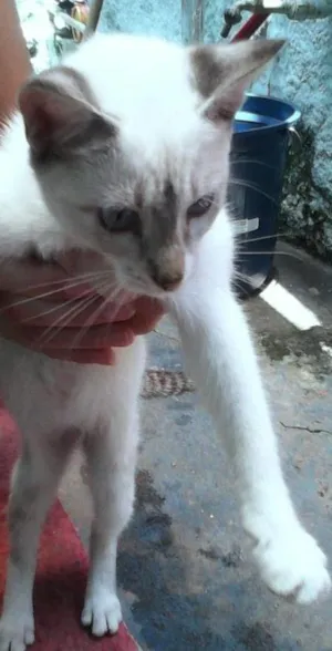 Gato raça vira lata idade 2 a 6 meses nome sem nome