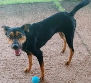 Cachorro raça Sem raça definida idade 1 ano nome Punky
