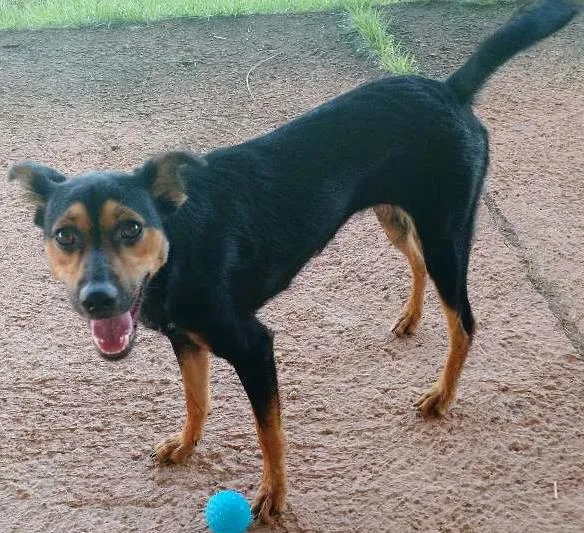 Cachorro ra a Sem raça definida idade 1 ano nome Punky