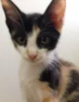 Amy