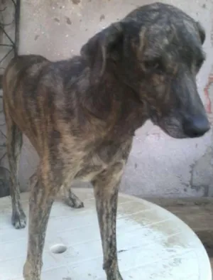 Cachorro raça não definida idade 5 anos nome Sansão