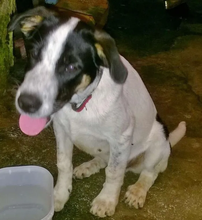Cachorro ra a SRD idade 2 a 6 meses nome Bidu
