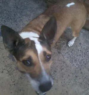 Cachorro raça não definida idade 4 anos nome Dalila