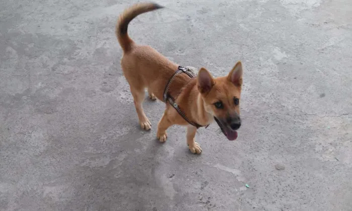 Cachorro raça Chow Chow idade 2 a 6 meses nome MEL