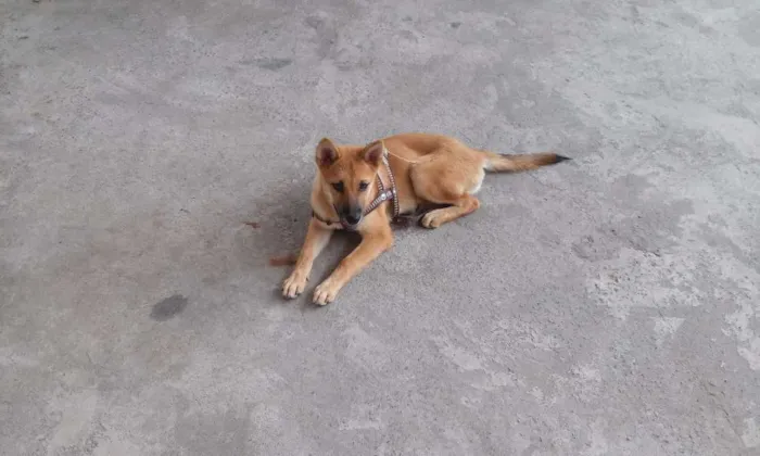 Cachorro raça Chow Chow idade 2 a 6 meses nome MEL