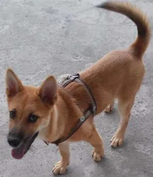 Cachorro raça Chow Chow idade 2 a 6 meses nome MEL
