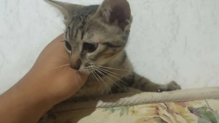 Gato ra a Viralata idade 2 a 6 meses nome Huguinho Zezinho Lu