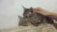 Huguinho Zezinho Lu