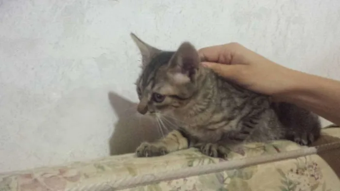 Gato ra a Viralata idade 2 a 6 meses nome Huguinho Zezinho Lu