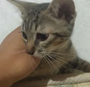 Gato raça Viralata idade 2 a 6 meses nome Huguinho Zezinho Lu