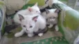 Meggie e filhos