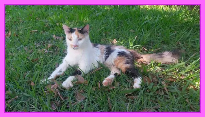 Gato raça Angorá idade 2 a 6 meses nome Crystal