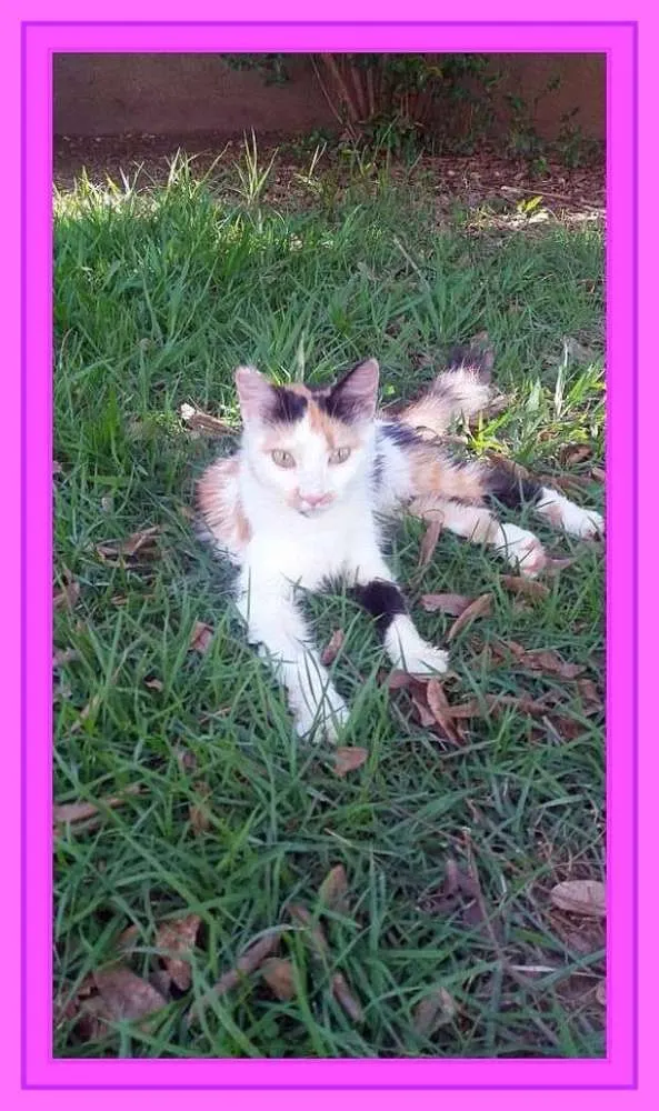 Gato raça Angorá idade 2 a 6 meses nome Crystal