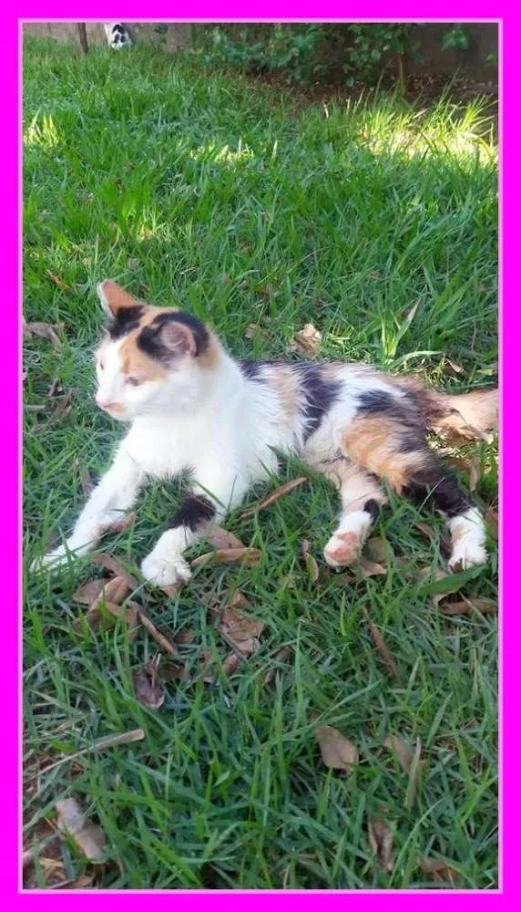 Gato raça Angorá idade 2 a 6 meses nome Crystal