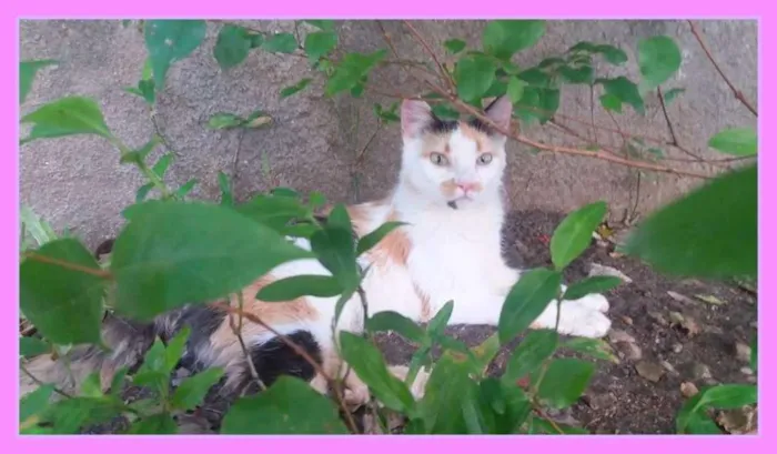 Gato raça Angorá idade 2 a 6 meses nome Crystal